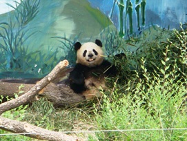 長春動植物園のパンダ（ネット）.jpg