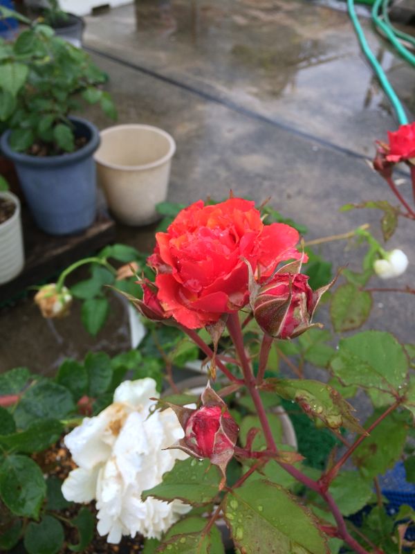 rblog-20140526115438-02.jpg
