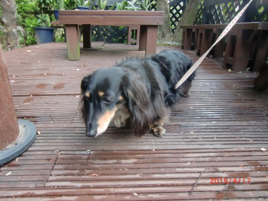 最後の筍 023.jpg