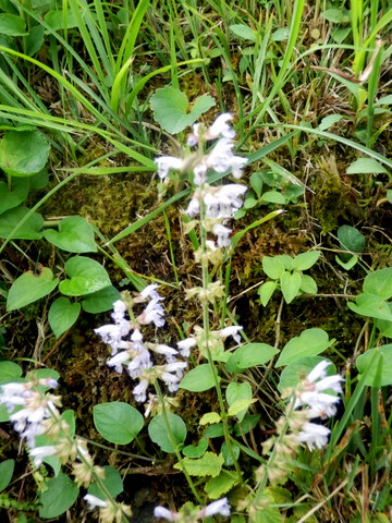 錦幸園手前の野草