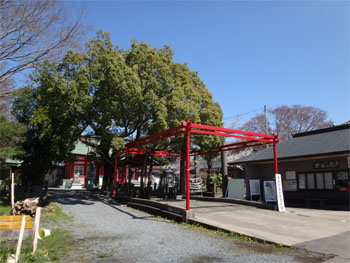桜7.jpg