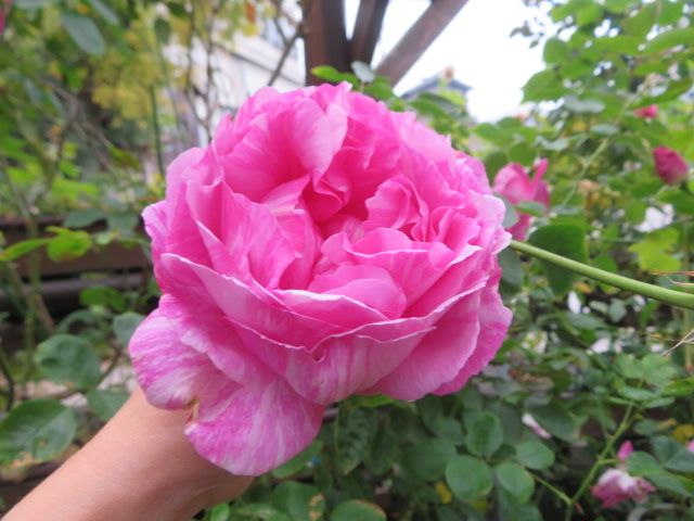 美しい絞りのイヴ『シャルロッテ』＆帰国後の庭の変化 | ＊*＊ばぁばの薔薇の花園＊*＊ - 楽天ブログ