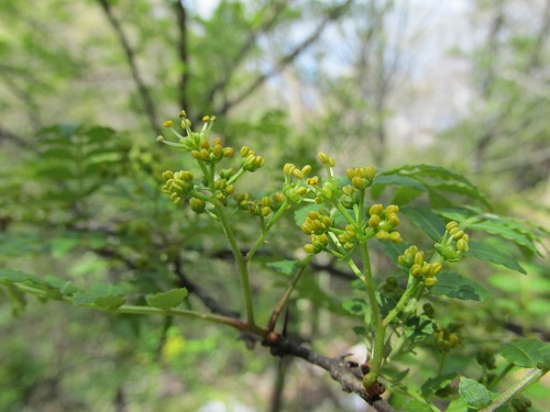 山椒の花