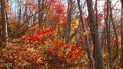 20141105面白山紅葉コース.jpg