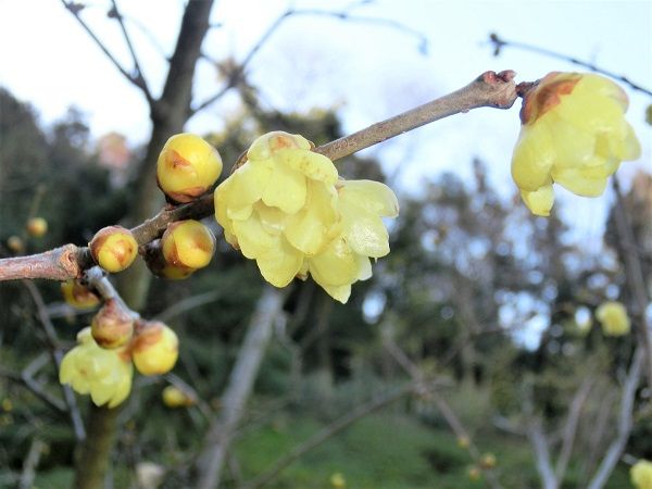 ロウバイの花 実 種 椿に夢中 楽天ブログ