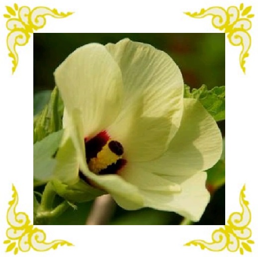 20160713オクラ13-2-2