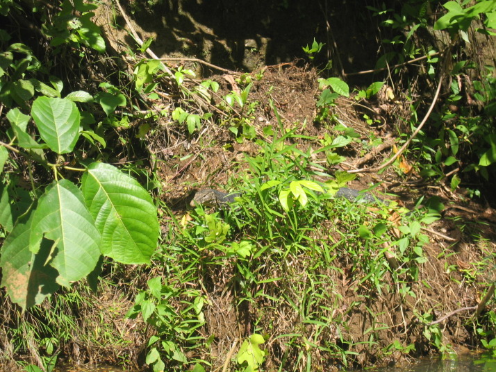 biawak1.jpg
