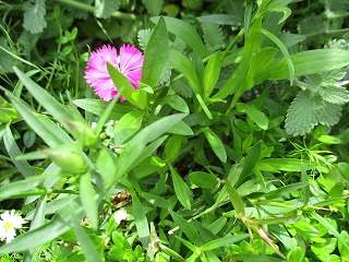 IMG_0368ss.jpg