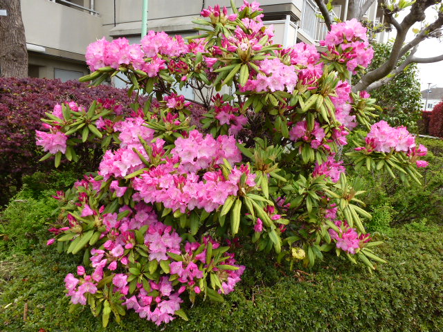 942 団地、石楠花