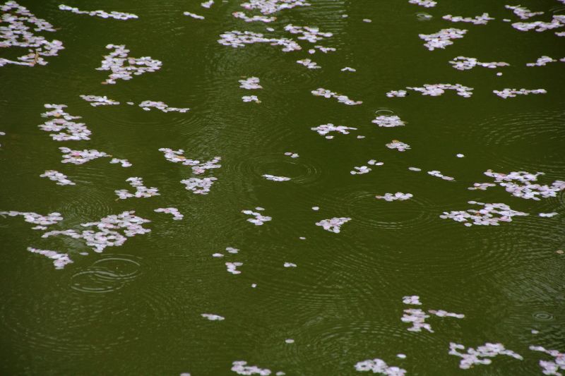 永久寺跡池のサクラ_007.jpg