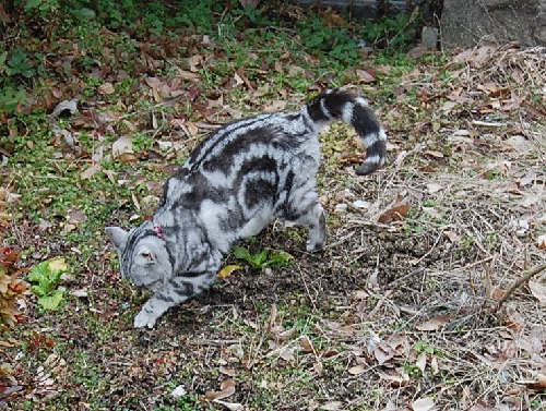 DSC_0040.JPG