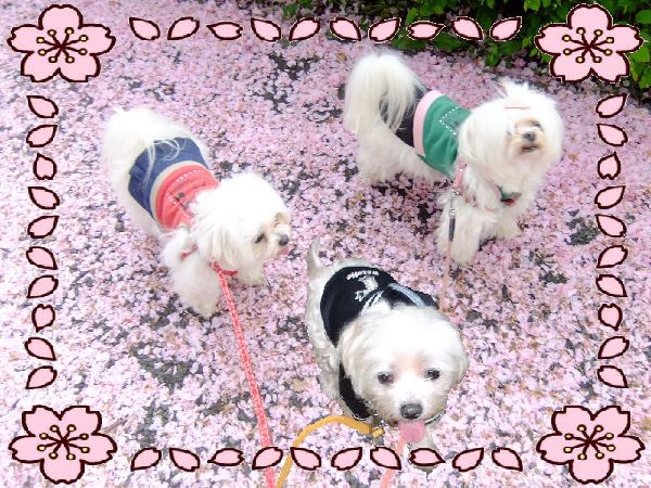 3ワンズ・桜の絨毯