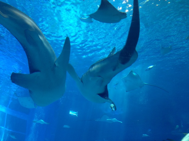 rblog-20131008235912-02.jpg