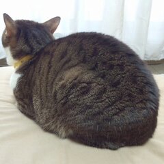 福牛2