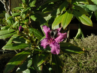 2015-10-22hana (1).JPG