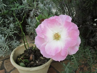 IMG_2553ss.jpg
