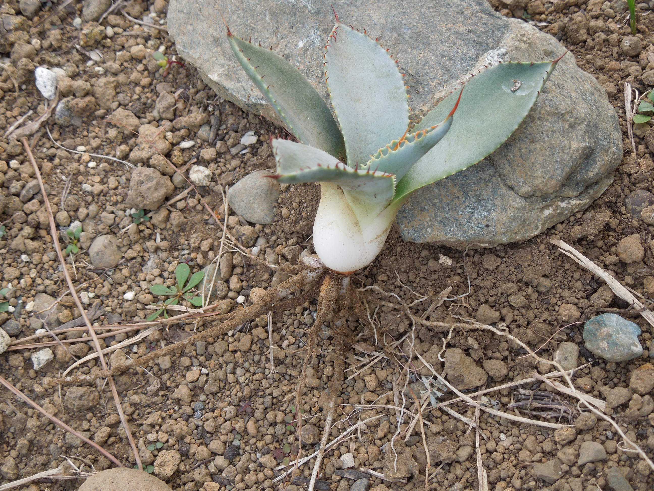 アガベ・ポタトラム・ベビーティース(Agave potatorum 'Baby