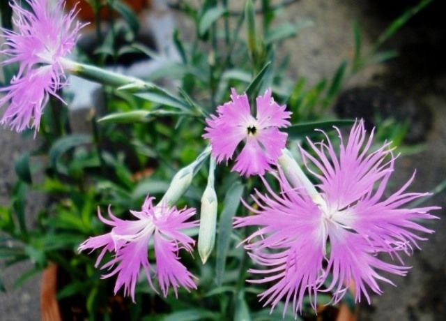 撫子の花 花と蕎麦とリハビリと 楽天ブログ