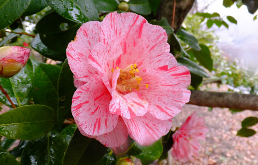 DSCF6988.jpg