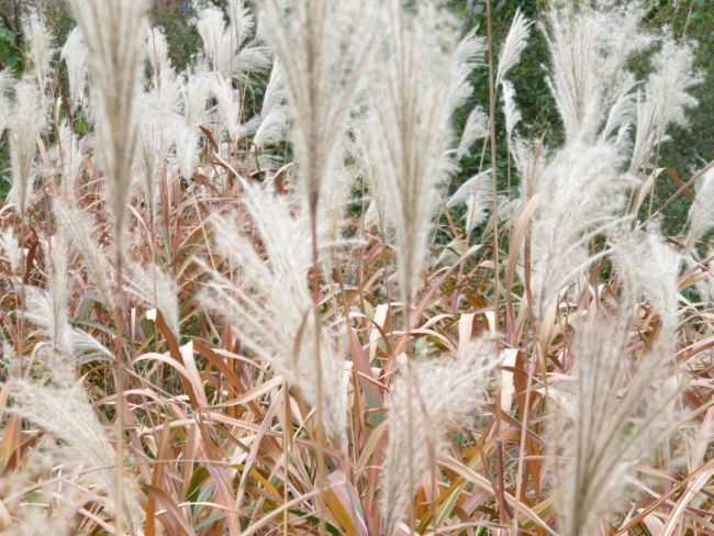 老いぬれば 5094 たんとの四季折々写真俳句 第３版 楽天ブログ