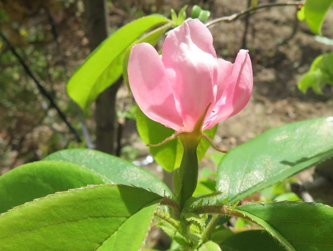 載せ遅れたカリン モモの花 だい のひとりごと 楽天ブログ