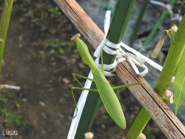 F3号 鶏とカマキリ www.esnmurcia.org