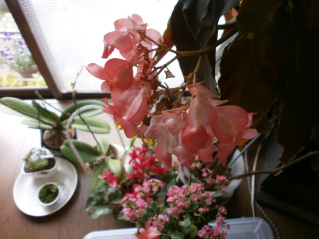 P4060730.JPG