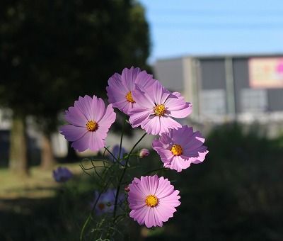 ひまわり園 笑う門には健康来るヽ O 丿 楽天ブログ