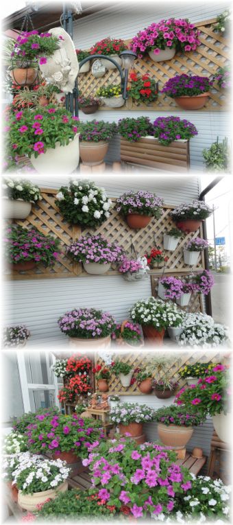 本日のマイガーデンの様子