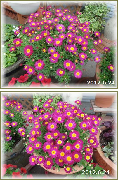 満開間近のメテオールレッド