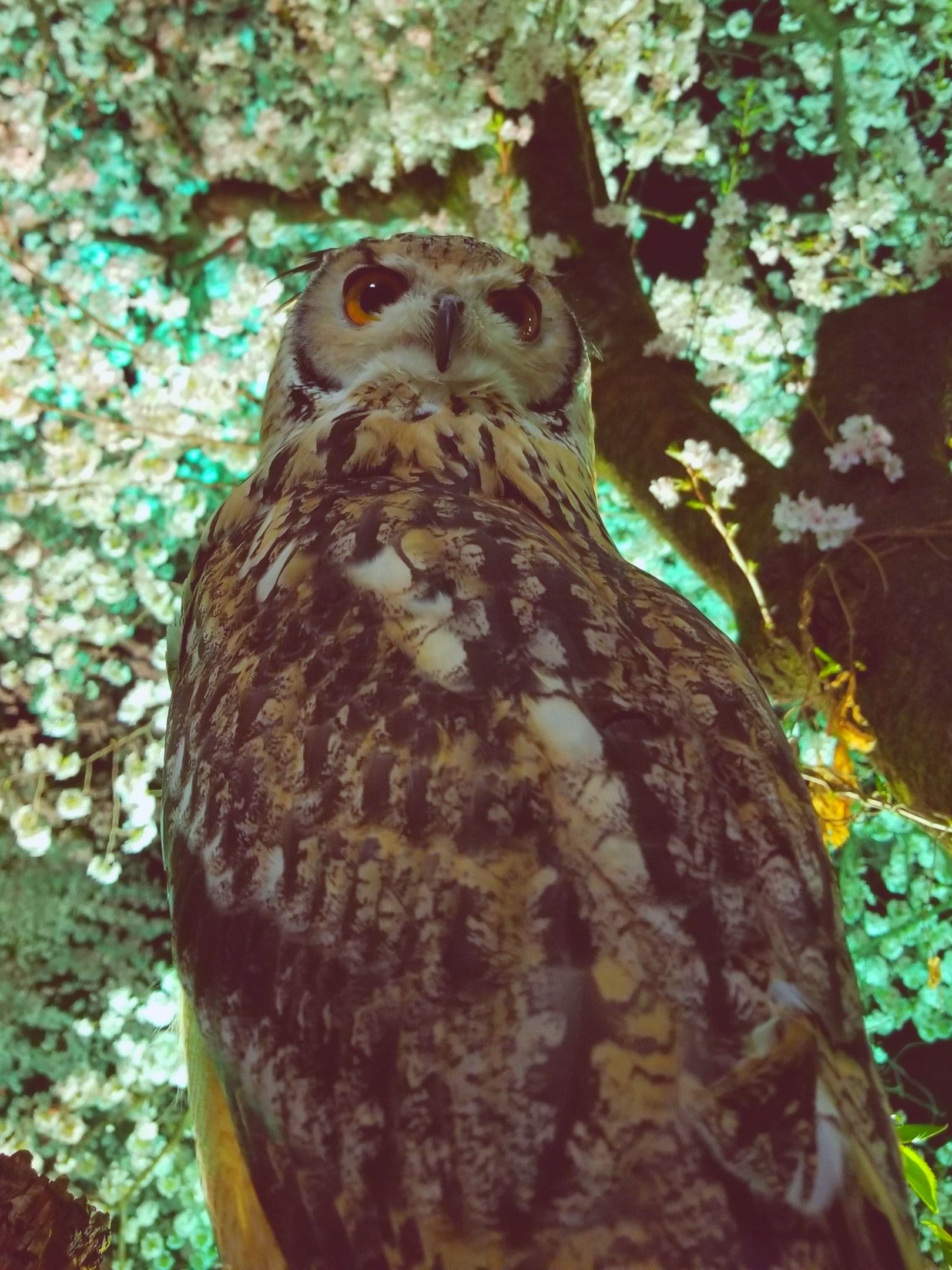 ふくろうさんとお花見 ごみ拾い あうるぱーくフクロウカフェ池袋のブログ 楽天ブログ
