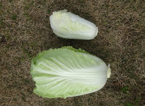 白菜２.jpg