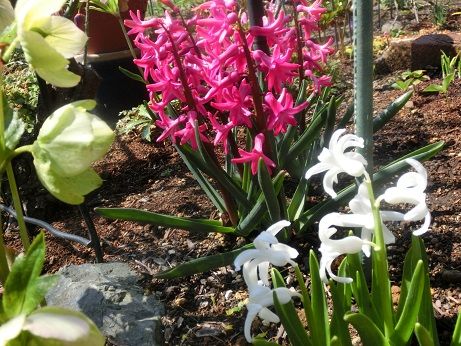 遅すぎたボケの花 赤いヒヤシンスの風景 静かな時が流れる 風の庭 楽天ブログ