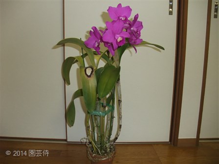 C. Porcia 'Cannizaro' AM/RHS 20141027-2