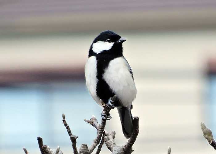 シジュウカラ13