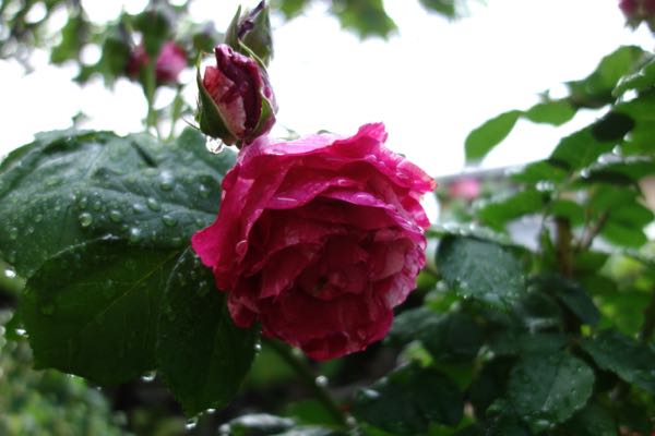 rblog-20180508192821-02.jpg