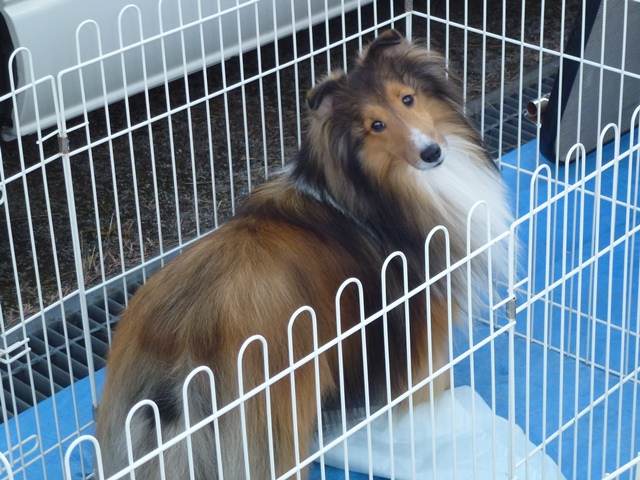P1010924 - コピー.JPG