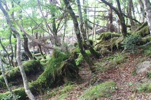 オオヤマレンゲ