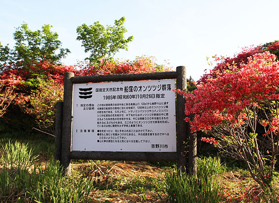 船窪つつじ公園-02♪