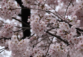 IMG_8262-3.jpg