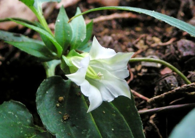 ツルリンドウ花