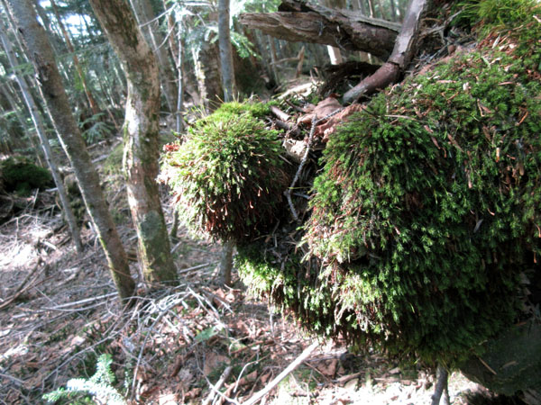 苔玉