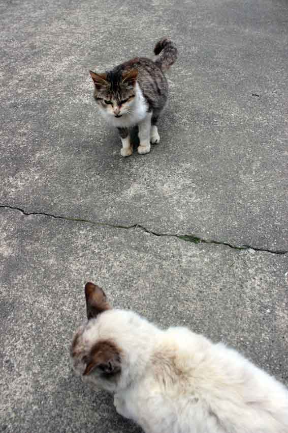 我が家のニャンコ♪2014/03/07-3