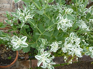 P1250171ss.jpg
