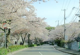 桜並木