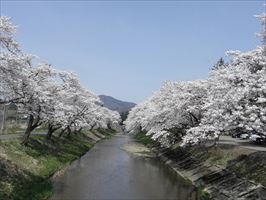 sakura02.jpg