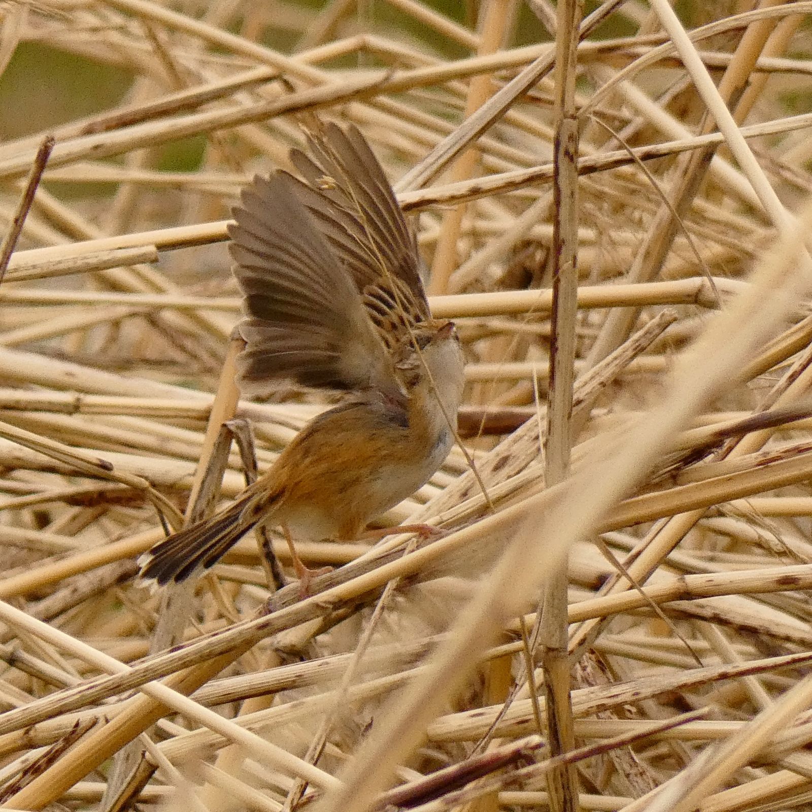 セッカと混同しそうな野鳥達を考える。 | 野性の大田区（東京都大田区