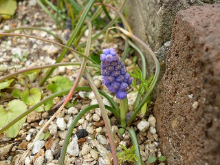 P1030418ss.jpg
