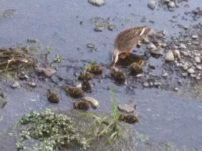 軽鳧の子 かるのこ 四 季 折 々 俳 句 楽天ブログ