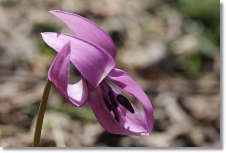 樹木公園-23 カタクリ-10 14.4.2